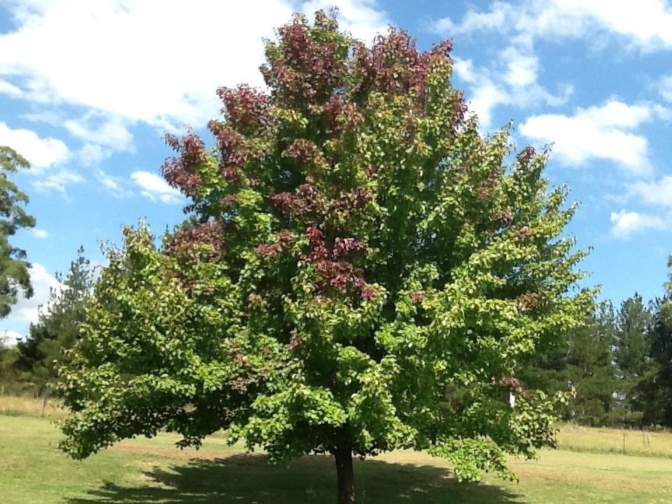 גלן אינס Glen Waverly Farmstay מראה חיצוני תמונה