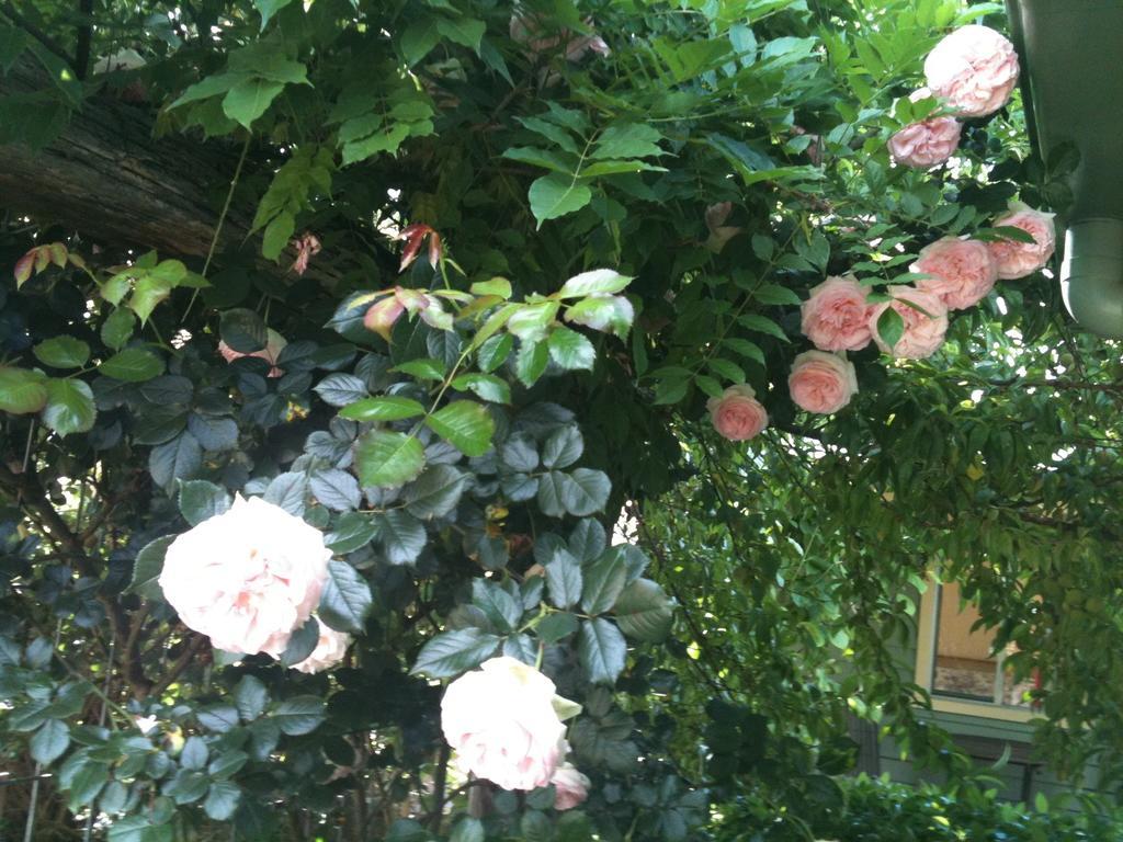 גלן אינס Glen Waverly Farmstay חדר תמונה